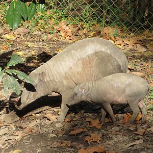 Babirusa Mom & Piglet