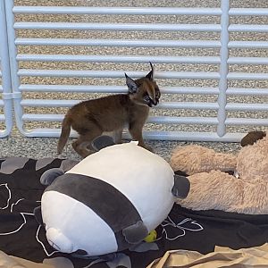 Caracal Kitten