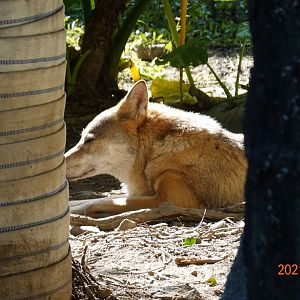 Grey Wolf (Canis lupus)