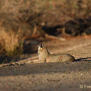 bobcat kitten at sunrise