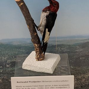 Red-headed woodpecker (Melanerpes erythrocephalus)