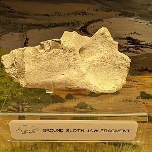 Ground sloth jaw fragment