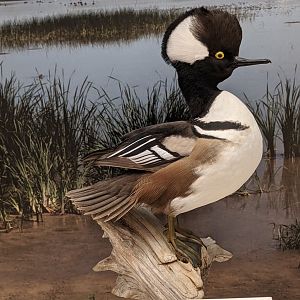 Hooded merganser (Lophodytes cucullatus)
