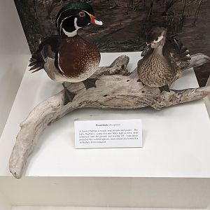 Wood duck (Aix sponsa)