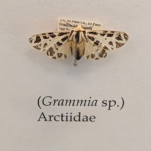 Grammia sp. collected in the nearby Franklin Mountains