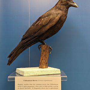 Chihuahuan raven (Corvus cryptoleucus)