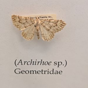 Archirhoe sp. collected in the nearby Franklin Mountains