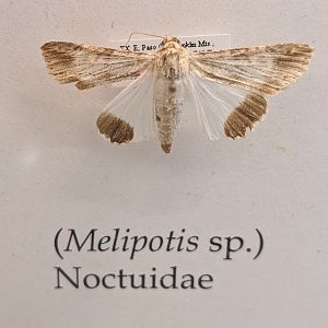 Melipotis sp. collected in the nearby Franklin Mountains