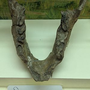 Giant ground sloth lower jaw