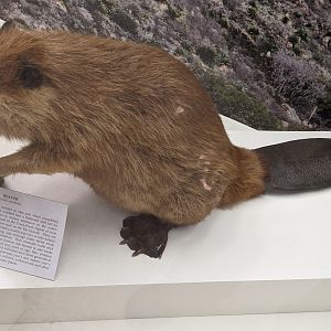 American beaver (Castor canadensis)