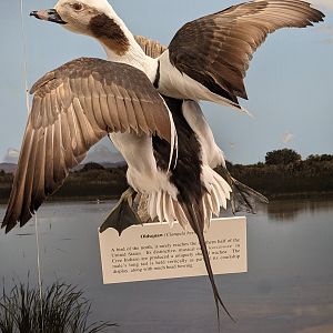 Long-tailed duck (Clangula hyemalis)