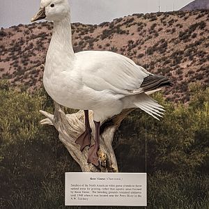 Ross's goose (Anser rossii)