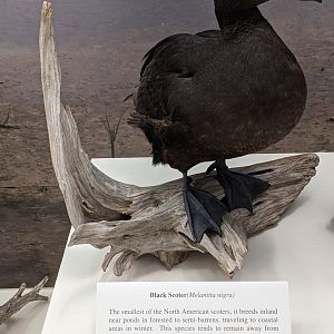 Black scoter (Melanitta americana)