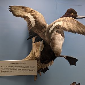 Lesser scaup (Aythya affinis)