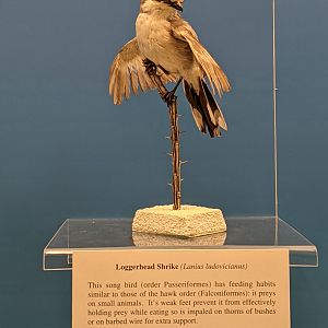 Loggerhead shrike (Lanius ludovicianus)