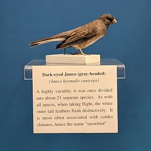 Dark-eyed junco (Junco hyemalis caniceps)