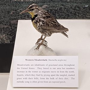 Western meadowlark (Sturnella neglecta)