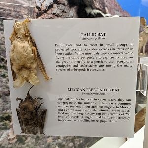 Pallid bat (Antrozous pallidus) and Mexican free-tailed bat (Tadarida brasiliensis)