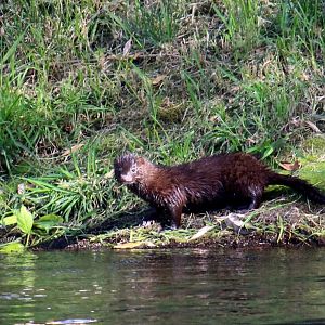 Pacific Mink