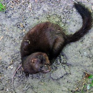 Pacific Mink