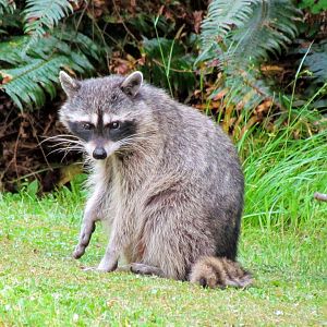 Pacific Raccoon