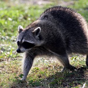Florida Raccoon