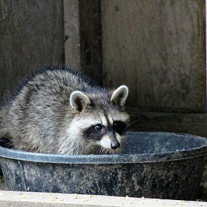 Eastern Raccoon