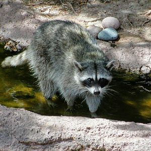 Colorado Desert Raccoon