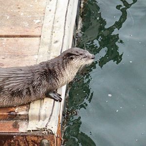 Pacific River Otter