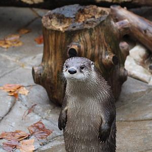 Southeastern River Otter