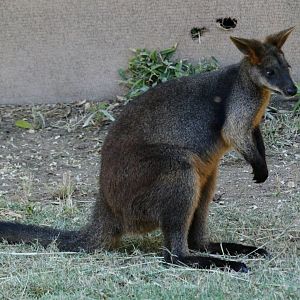 Swamp Wallaby