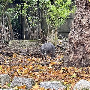 Visayan warty pig