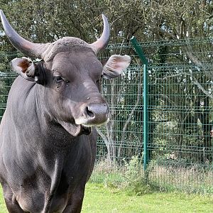 Male banteng