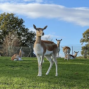 Female blackbuck