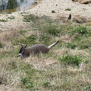 Bennett’s wallaby