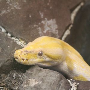 Reptile village July 2021