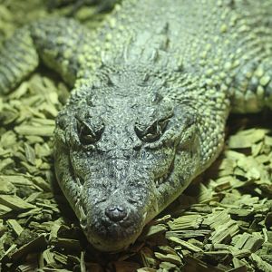 Reptile village July 2021