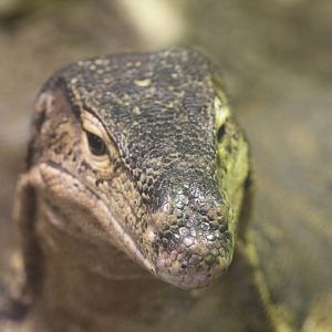 Reptile village July 2021