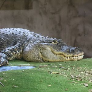 Reptile village July 2021