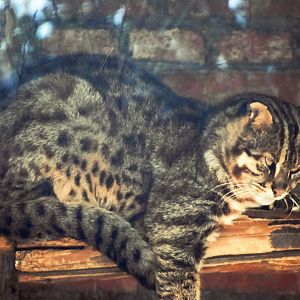 leopard cat (Prionailurus bengalensis)