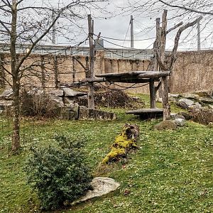 Central Common Chimpanzee outdoor