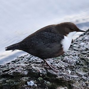 Northern white-throated dipper (Cinclus cinclus cinclus)