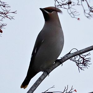 Bohemian waxwing (Bombycilla garrulus garrulus)