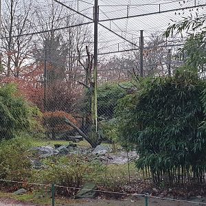 Outdoor-aviary Green-winged macaw