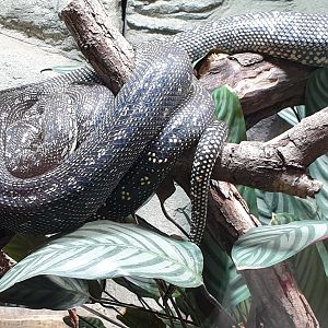 Diamond python - Morelia spilota  spilota