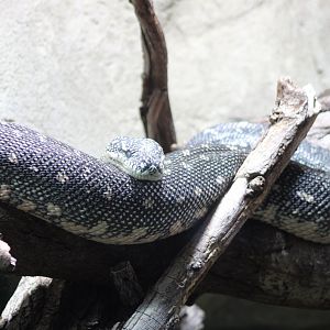 Diamond python - Morelia spilota spilota