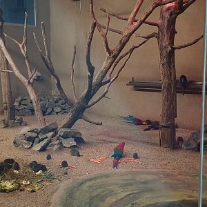 Indoor-enclosure Green-winged macaw - Brazilian guinea pig