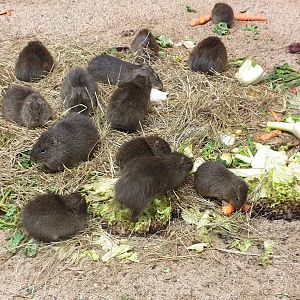 Brazilian guinea pig - feeding place