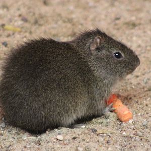 Brazilian guinea pig
