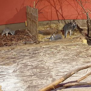 Red kangaroo indoor-enclosure
